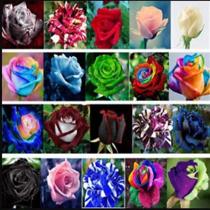 Mix Rose Flowers Seeds 5