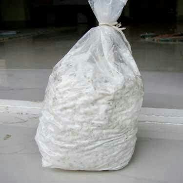 Button%20Mushroom%20Spawn%20250%20Grams%20-%20Image%202