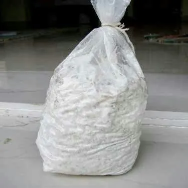 Button%20Mushroom%20Spawn%20250%20Grams%20-%20Image%202