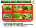 Sundi سنڈی Pest killing Powder  Emamectin Benzoate for Lepidoptera Pests 10 Gram Powder. 