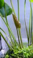 Amazon Sword / Echinodorus Grisebachii Aquarium plant. 