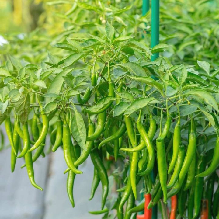 F1 Hybrid Green Chilli Chili Seeds (Sabaz Mirch) Kitchen Gardening Vegetable Premium Quality