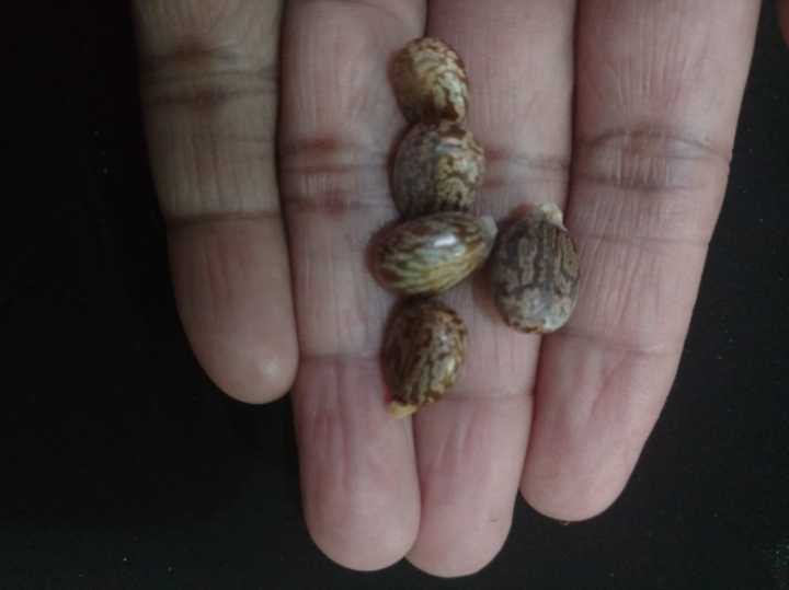 45%20Castor%20oil%20seeds%20100percent%20germinate%20for%20grow%20caster%20plant%20Eranda%20(%20Ricinus%20communis%20)%20castor%20beans%20arand%20tree%20use%20for%20many%20purpose%20-%20Image%205