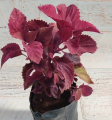 Original coleus plant small. 