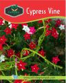 Cypress Vine (Creeper) summer flower seeds (8 seeds). 