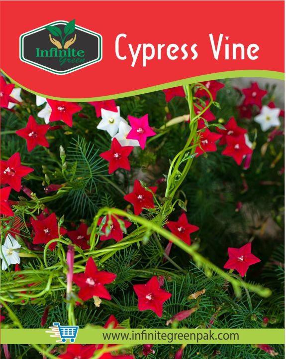 Cypress Vine (Creeper) summer flower seeds (8 seeds)
