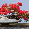 Pack of 10 Gulmohar Tree Seeds (Flame Tree) Bonsai Plant Flower. 