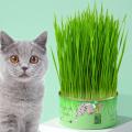 Cat Grass Canned Kit, Organic Seed And Soil. Easy To Grow - Great For Cat And Other Pets. Prevent Hairballs And Aid Digestion. 