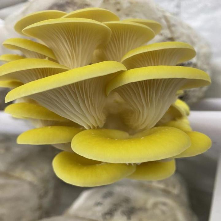 Oyster Mushroom Golden Spawn Seeds