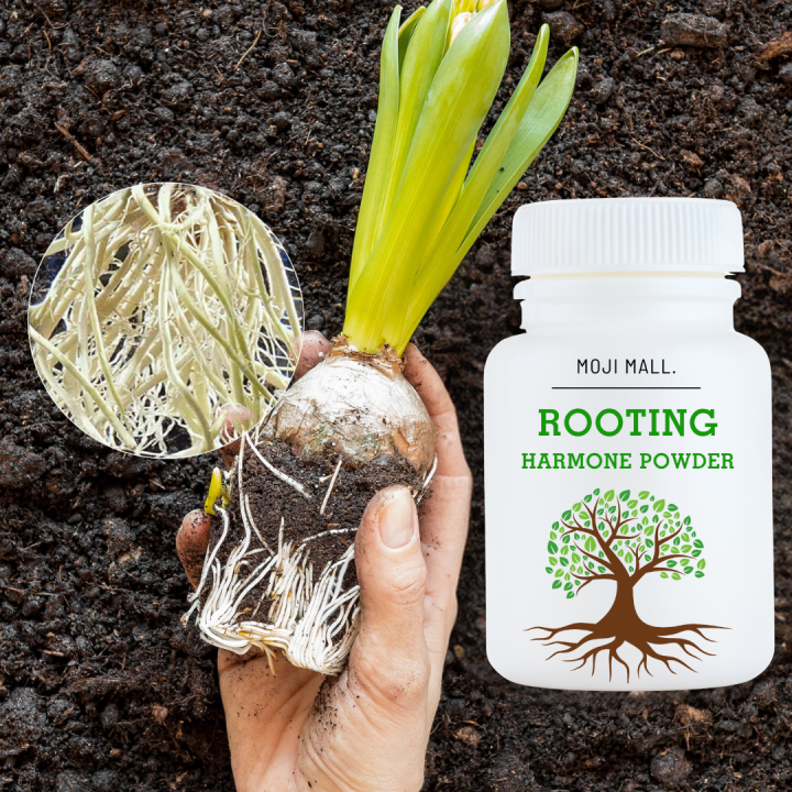 Rooting%20Hormone%20Powder%20for%20Plants%20-%20Rooting%20Hormone%20for%20Cuttings%20-%20Suitable%20for%20Violets,%20Azaleas,%20Rose,%20Geraniums,%20Coleus,%20Orchids%20and%20Most%20Indoor%20and%20Outdoor%20Plant%20-%20Moji%20Mall%20-%20Image%202