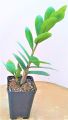 zz Plant Zamioculcas zamiifolia Indoor Table ZZ Plant Oxygen Plant. 