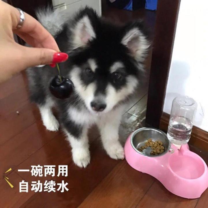 Pets Food and Water Dispenser Bowl