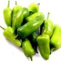 MORO CHILLI SEEDS, 70+ Seeds, Summer Vegetable Seeds, High Production, Kitchen gardening Vegetable Seeds. 