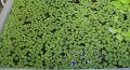 Water Spangles / Salvinia Minima - Easy-Care lowtec Aquatic Plants for Aquariums, Natural Filtration, Oxygenation, Water Quality Improver. 