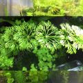 ADI  limnophila sessiliflora (Ambulia) - Live Aquatic Fast Growing For Aquarium decoration- 4 Stems. 