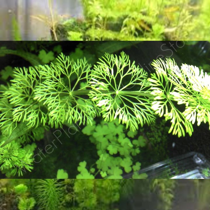 ADI%20%20limnophila%20sessiliflora%20(Ambulia)%20-%20Live%20Aquatic%20Fast%20Growing%20For%20Aquarium%20decoration-%204%20Stems%20-%20Image%203