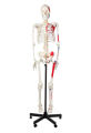 Muscle Painted and Numbered Human Skeleton Anatomy Model | Human Skeleton Model 180cm Tall | Skeleton Teaching Model. 