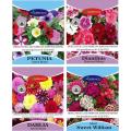 4 Packs Winter Flower Seeds Season. 