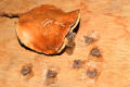 Jacaranda Tree Seeds - Flower Tree. 