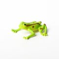 12pcs Figure Model Plastic Frog Action Figures Kids Toy Set,Assorted Plastic Frog Animal Realistic Collection Toy Frogs For Kids. 
