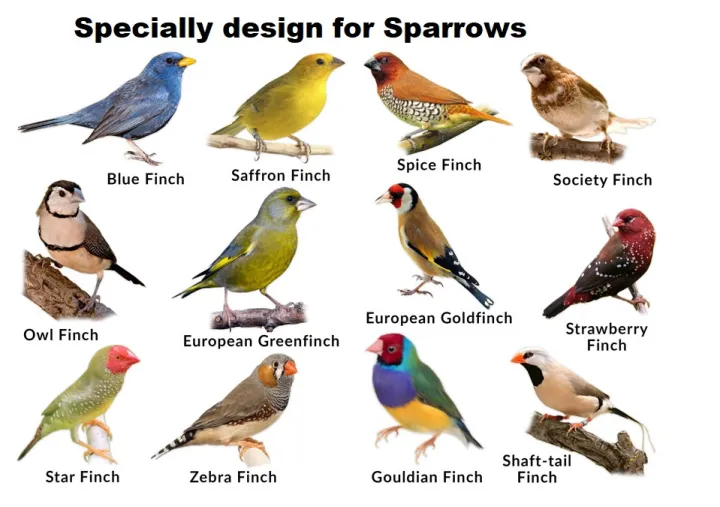 4%20pack%20ply%20Wood%20Bird%20Nest%20Parrot%20Nest%20Breeding%20Hut%20Birds%20House%20Nest%20Hatching%20Medium%20Size%20ply%20wood%20Hut%20Nest%20boxes%20for%20java%20,%20finches%20,%20golden%20finch%20,%20Saffron%20finch,%20%20gouldian%20finch%20-%20Image%208