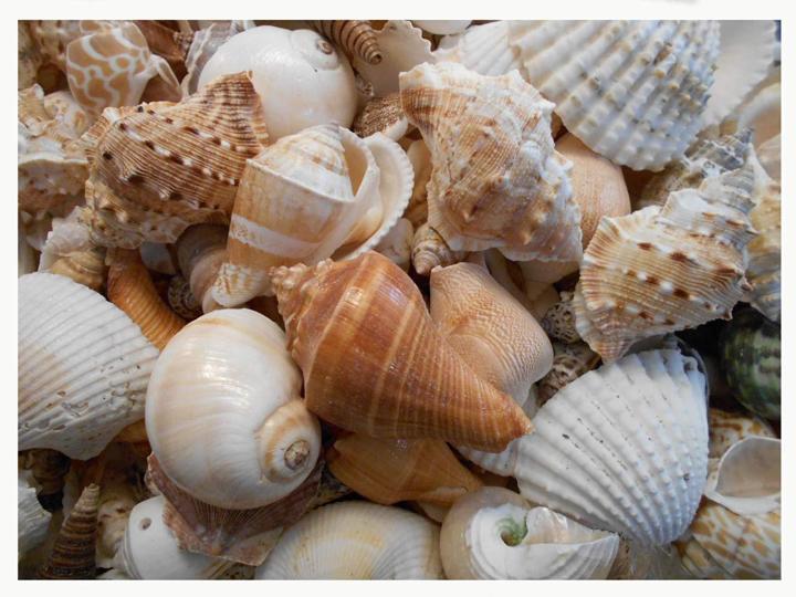 Set%20of%2050%20Genuine%20Seashell%20-%20Beach%20Wedding%20Favor%20Nautical%20Party%20Decor%20Sea%20Shell%20Table%20Sets%20-%20Image%202