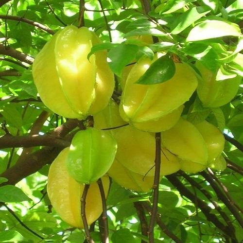20%20Seeds%20Star%20Fruit(Averrhoa%20carambola)Exotic%20Showy,%20Edible%20Very%20juicy%20fruits.%20bell-shaped,%20purple-red%20flowers%20-%20Image%206