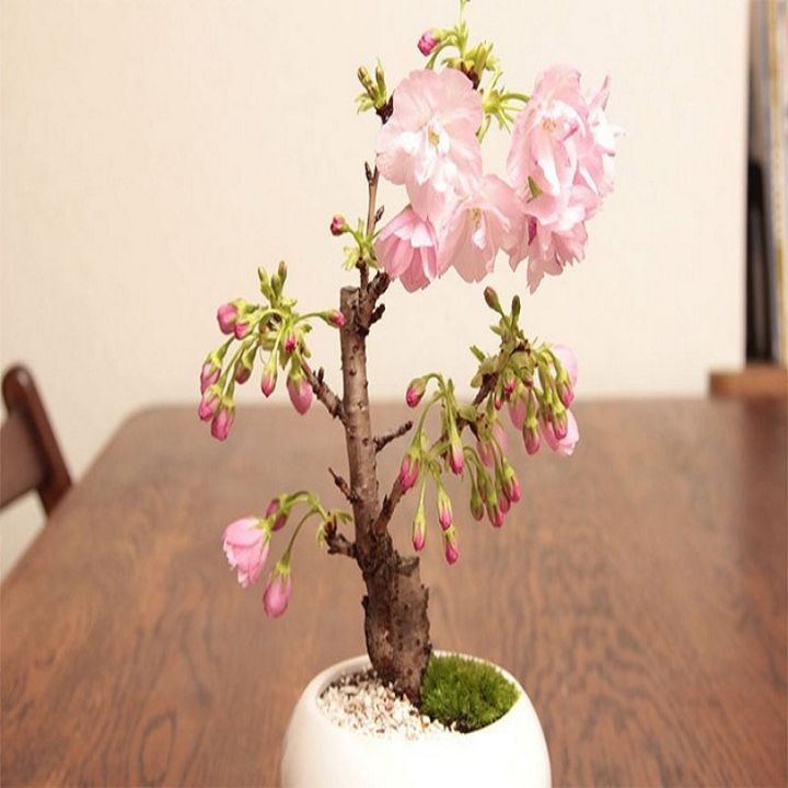Sakura%20Cherry%20Pink%20Flower%20Tree%20Seeds%20-%20Image%202