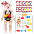 Lululemon Diy Human Organ Model Interactive Human Body Model Kit Educational Diy Toy with 11 Analysis Cards Ideal for Students Accessories Included Primary Secondary School Science Kit. 