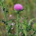 Milk thistle seeds 227 g in Pakistan (Imported). 