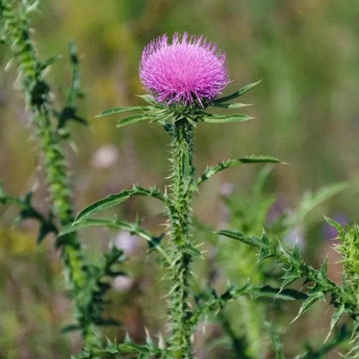 Milk%20thistle%20seeds%20227%20g%20in%20Pakistan%20(Imported)%20-%20Image%204