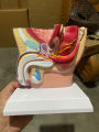 Human Male Pelvis, Sagittal Section Model, Male Organs Anatomy Model | Male Reproductive Teaching Model. 