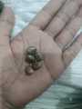 10 Castor oil seeds 100percent germinate for grow caster plant Eranda ( Ricinus communis ), oiling experimentation decoration castor beans garand tree use for many purpose. 