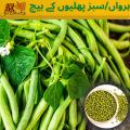 Green Beans Seeds(Hrwan/sbz phlion Ka Beej)(سبز پھلیوں/لوبیا/ہرواں کا بیج)Desi/Germinated/Best Quality/Fast growing/Excellent Germination/High Quality/Healthy Vegetable Seeds/Vegetable/Home/Kitchen/Gardening seeds/beej/Vegetables. 