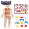 Hands-on Anatomy Learning Kit Interactive Human Body Model Kit Educational Diy Toy with 11 Analysis Cards Ideal for Students Accessories Included Diy Human Organ Model. 