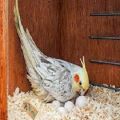 Natural Soft Wood Shaving Nesting Material for Birds (1 KG Bura). 