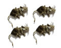Soft Rubber Rat Toy - Realistic Wild Animal Figure for Kids' Learning & Fun. 