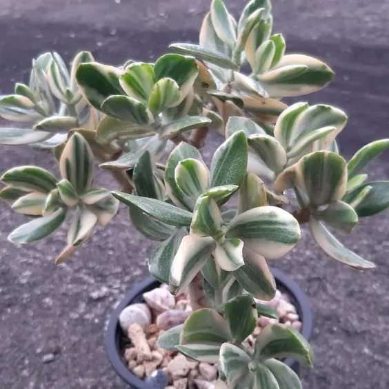 Variegated%20Jade%20Succulent%20Seeds%20-%20Image%202