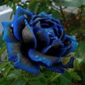 Midnight Rose Flower Seeds. 