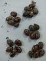 25 Castor oil seeds 100percent germinate for grow caster plant Eranda ( Ricinus communis ) castor beans arand tree use for many purpose. 