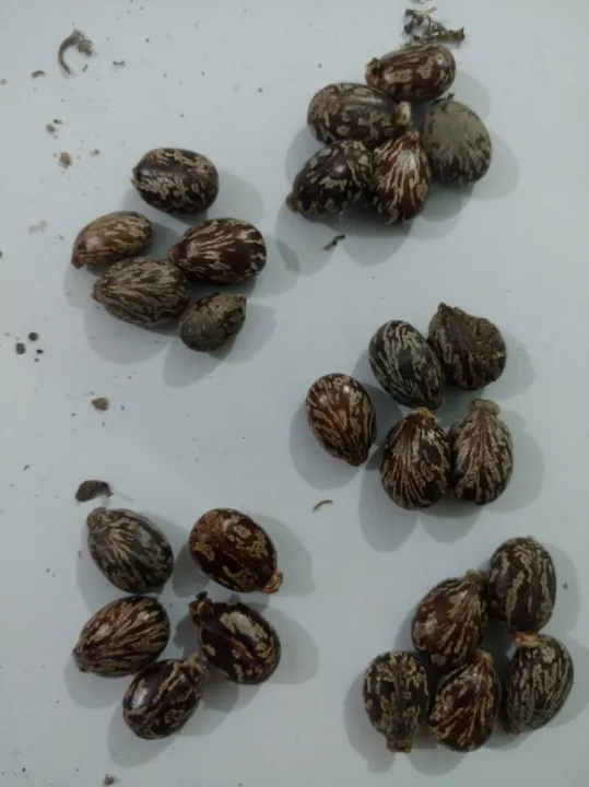 25%20Castor%20oil%20seeds%20100percent%20germinate%20for%20grow%20caster%20plant%20Eranda%20(%20Ricinus%20communis%20)%20castor%20beans%20arand%20tree%20use%20for%20many%20purpose%20-%20Image%208