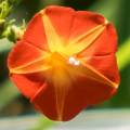 MEXICAN IMPORTED Morning Glory Flowers SCARLET ORANGE Color LUCKY PLANT Summer/Spring Vine Creeper 10 FT tall 6 FT wide IPOMOEA Flower Seeds BY GREEN GOLD. 