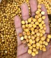 Roasted Chana Without Shell 250 gram magz ,maghaz , magaz Chana( Bhunnay Chanay , Chickpeas without Chilka). 