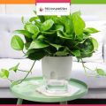 Techmanistan Indoor Plastic Self Watering Flower Pot With Cotton Rope & Container For Water. 
