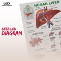 Human Liver Wall Chart | Wall Poster for Science Labs and Healthcare Clinics | HD pictures Printed on 200 grams Laminated Card 23*36. 