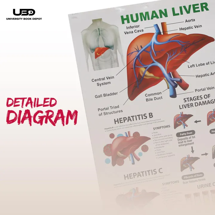 Human%20Liver%20Wall%20Chart%20%7C%20Wall%20Poster%20for%20Science%20Labs%20and%20Healthcare%20Clinics%20%7C%20HD%20pictures%20Printed%20on%20200%20grams%20Laminated%20Card%2023*36%20-%20Image%206