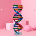 DNA Models Double Helix Structure Teaching Toy ABS Double Helix DIY Human Genes for Biological Science. 
