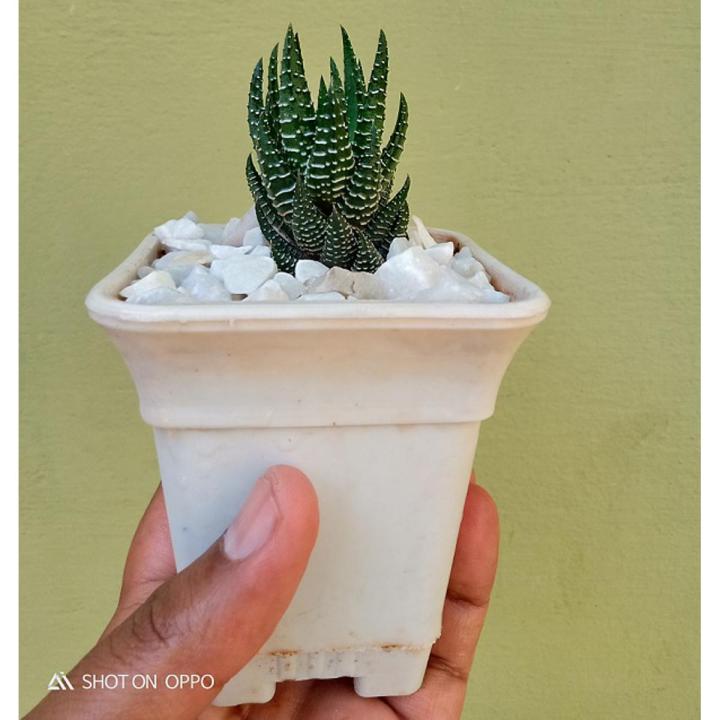 Haworthia African pearls live Plant with Pot & Free stones.