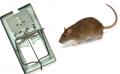 Rat Mouse Trap Catcher for Home Use. 