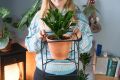 1 Metal Cube Plant Stands, Wire Plant Pot Stand, Metal Plant Holder, Flower Pot Stand, Steel Wall Hanger, Minimalist Plant Stand, Customized by Dhudhi Mart. 